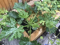 Allotment/Veg Patch Thread 16  Weather weirdness prevails !