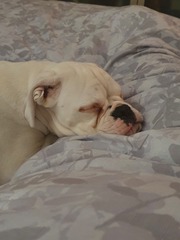 Where does your dog sleep?