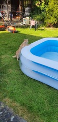 Paddling pools and inquisitive cats?