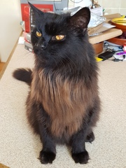 Chez Ollie - All welcome especially Not My Cats. General Cat chat thread