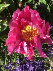 Show us your peonies!