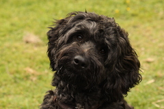 Name your crossbreed - I have a Whaffy.