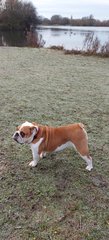 Please show me your dogs...old and young!