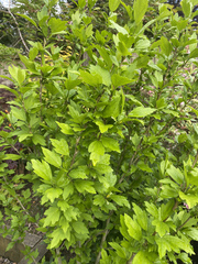 Another ID - these ones have me stumped!