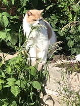Cat not venturing out of our garden