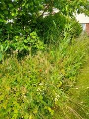 Wild flowers