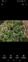 Plant ID help!
