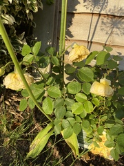 Fried roses