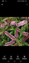 Plant ID help!