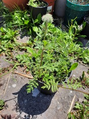 Plant ID.