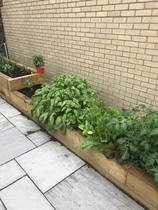 Allotment/Veg Patch Thread 16  Weather weirdness prevails !