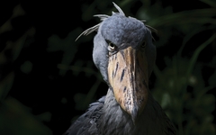Animals that are...creepy...