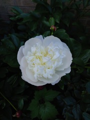 Show us your peonies!
