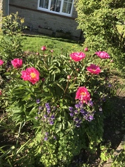 Show us your peonies!