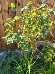 Can anyone identify these plants please?