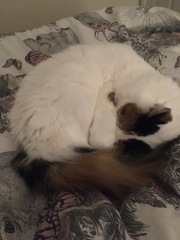 What shall we call this sweetheart?