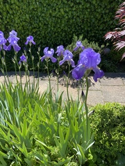Can anyone identify these flowers please?