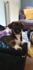 Getting new puppy after losing my last dog to cancer