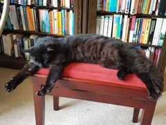 Chez Ollie - All welcome especially Not My Cats. General Cat chat thread