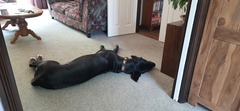 Does your dog sit like this?