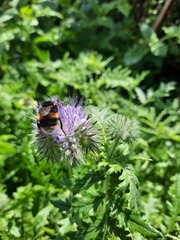 Plant ID.