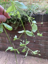 Plant growing like wildfire - what is it?