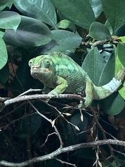 Frugaleers MayBee just MayBee