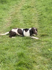 Name your crossbreed - I have a Whaffy.