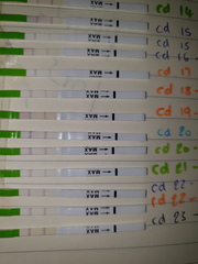 Opk have i surged/ ovulated twice confused?