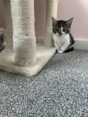 Help sex our kittens please!