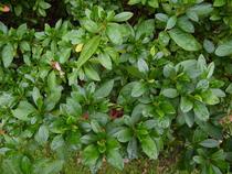 Plant identification please
