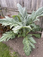 Plant ID pretty please 🙏