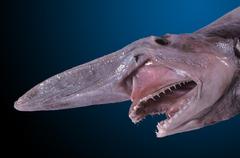 Animals that are...creepy...