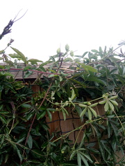 Plant to cover pillar