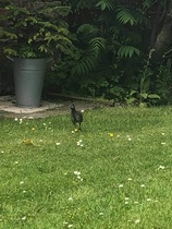 Bird identification