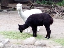 Come and tell me your dull and unexciting news 15: Calmly through the day