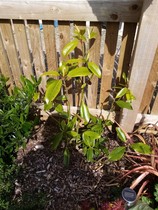 Planted mix of ericaceous and non ericaceous plants - help? New build!