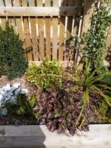 Planted mix of ericaceous and non ericaceous plants - help? New build!