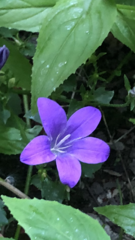 Plant ID help please - wildflower/self seeded