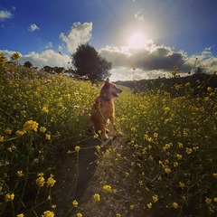 Adopting an old boy - am I crazy?