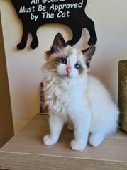 Stunner of a kitten needs a name! Give me your best one.