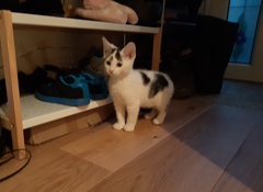 Picking up the kittens tomorrow