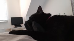 My cat isn't normal...