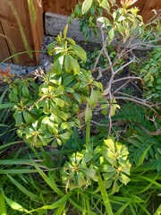 Can anyone identify these plants please?