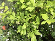Blueberry bush questions