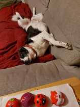 Do you have questions about how to keep your dog healthy and happy post lockdown? Ask PDSA vet and animal expert, Anna Ewers - £200 voucher to be won