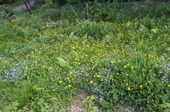 Wild flowers