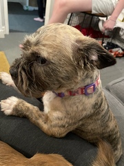 Name your crossbreed - I have a Whaffy.