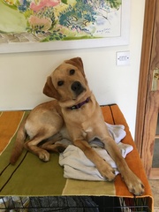 What breed for our first family pup?