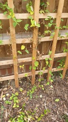 Okay, why is my honeysuckle dying?